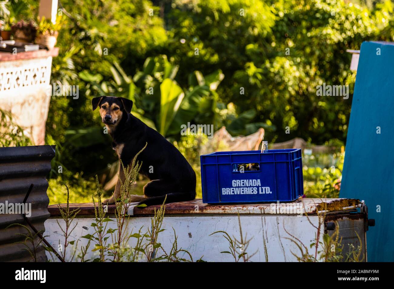 Cane seduto accanto al contenitore birra in Happy Hill, Grenada. Non è chiaro se la cassa della birra fosse già custodita quando i primi hasher arrivarono a vederla Foto Stock