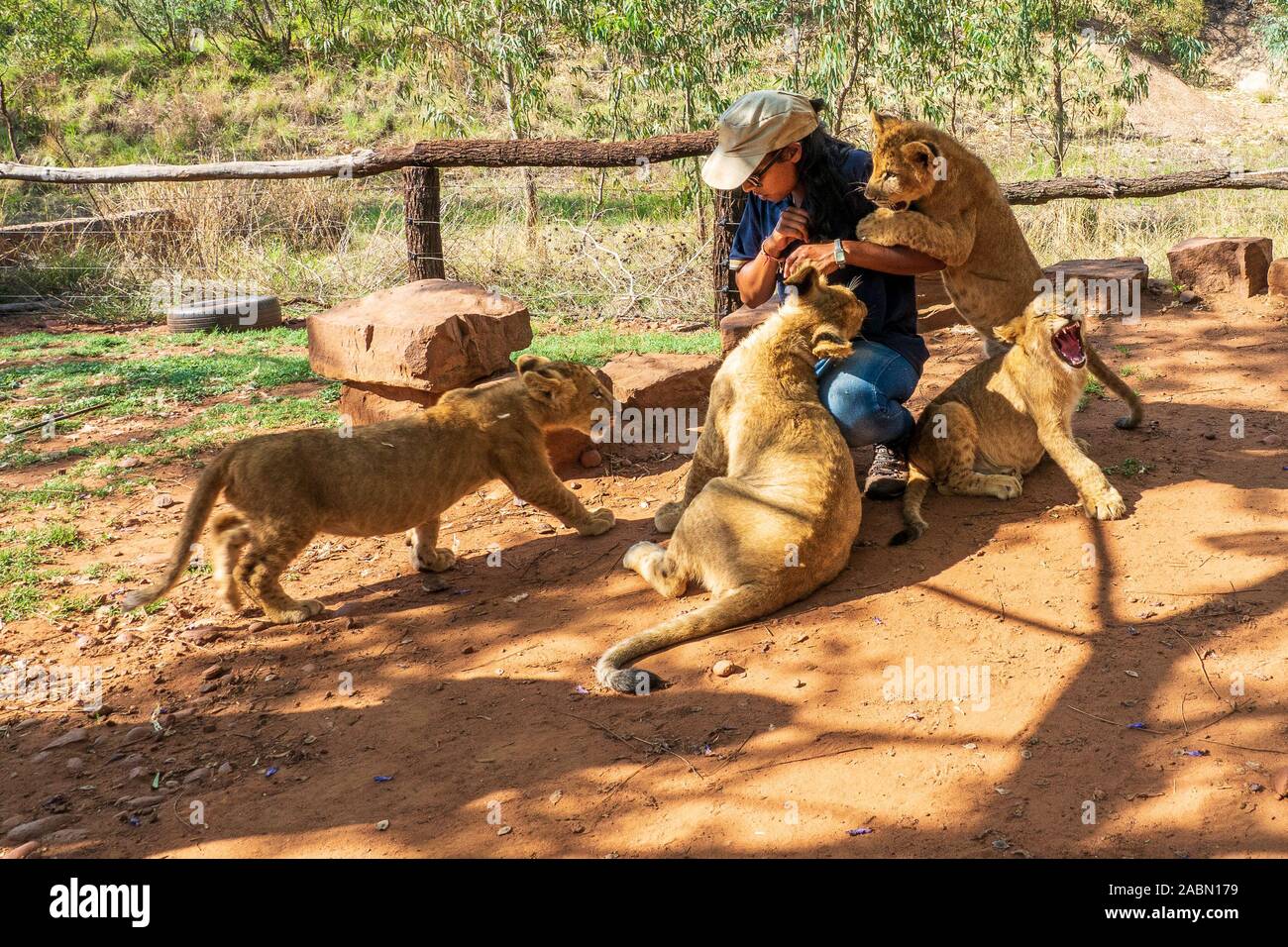 Donna africana accovacciato sul terreno e giocare con 4 mese old lion cubs (Panthera leo) - Colin dell Africa a cavallo nei pressi di Cullinan, Sud Africa Foto Stock