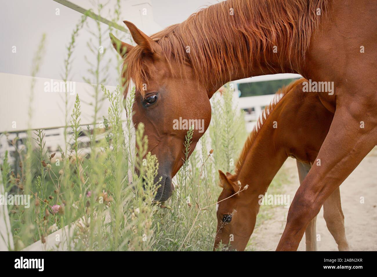 Mare e puledro cavallo Foto Stock