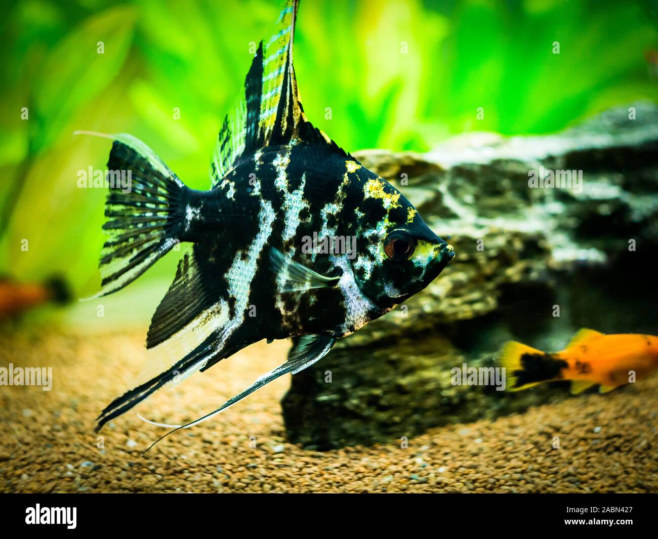 Bianco e nero pesci angelo in un serbatoio di pesci Foto Stock