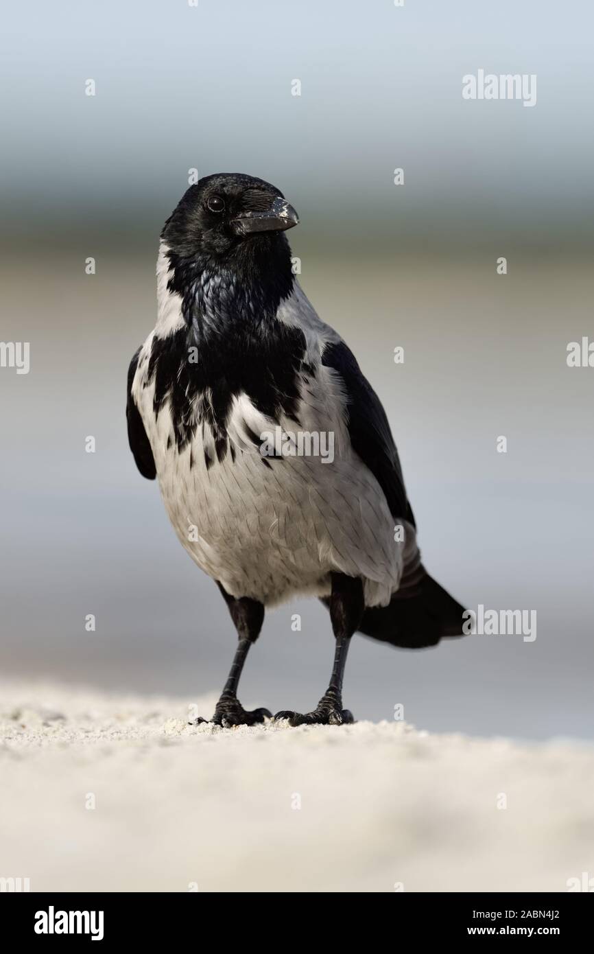 Hoodiecrow ( Corvus cornix ), seduto su di una spiaggia di sabbia, nella sabbia, guardando intorno, attento, frontale, Shot, fauna selvatica, l'Europa. Foto Stock