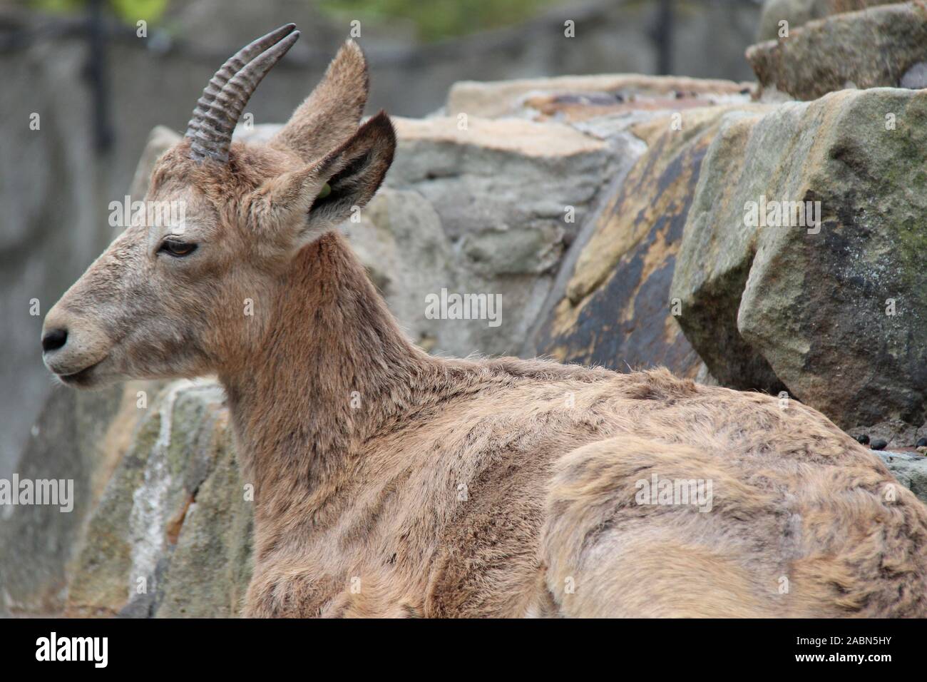 Ibex in uno zoo di Berlino (Germania) Foto Stock