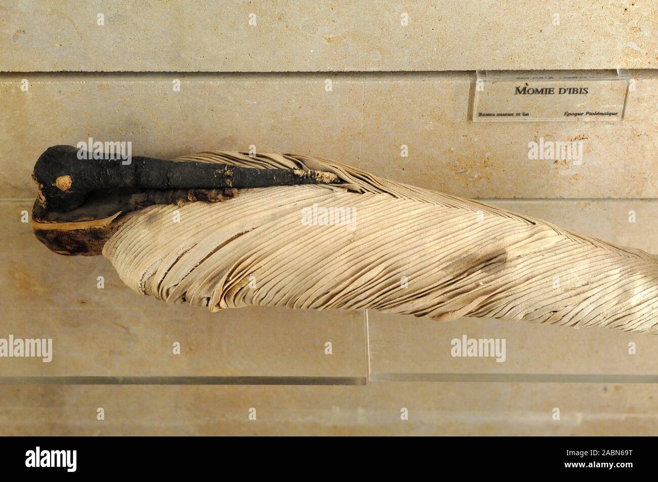 Mummy mummified immagini e fotografie stock ad alta risoluzione - Alamy