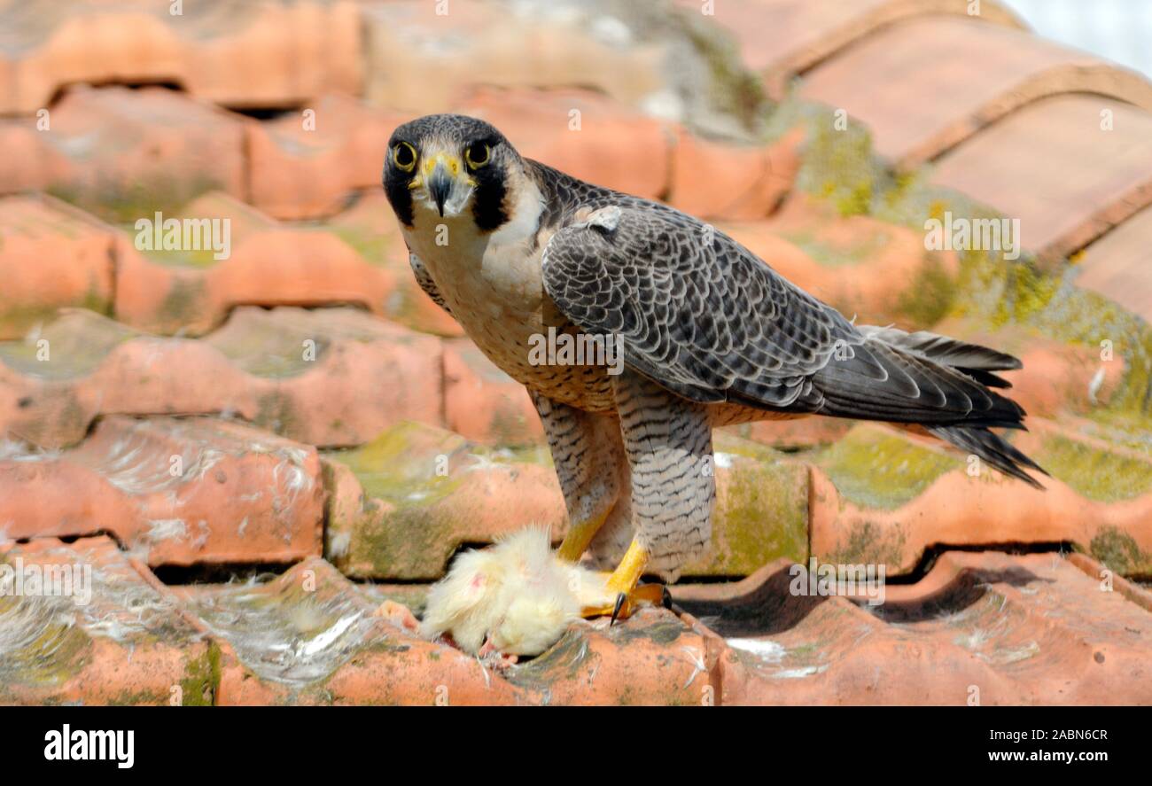 Ritratto di Peregrine Falcon (Falco peregrinus) arroccato con Chick Prey o cibo su tetto di terracotta Provenza Francia Foto Stock