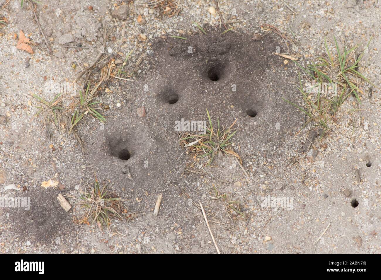 Fori nel terreno scavato da Digger wasp, ornati-tailed Digger Wasp, Cerceris rybyensis, Sussex, Luglio Foto Stock