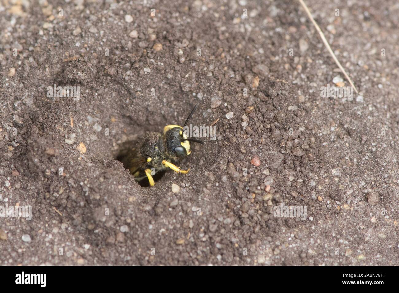 Ornato-tailed Digger Wasp lasciando, uscita nest foro nel terreno, Cerceris rybyensis, Sussex, Regno Unito, Luglio Foto Stock