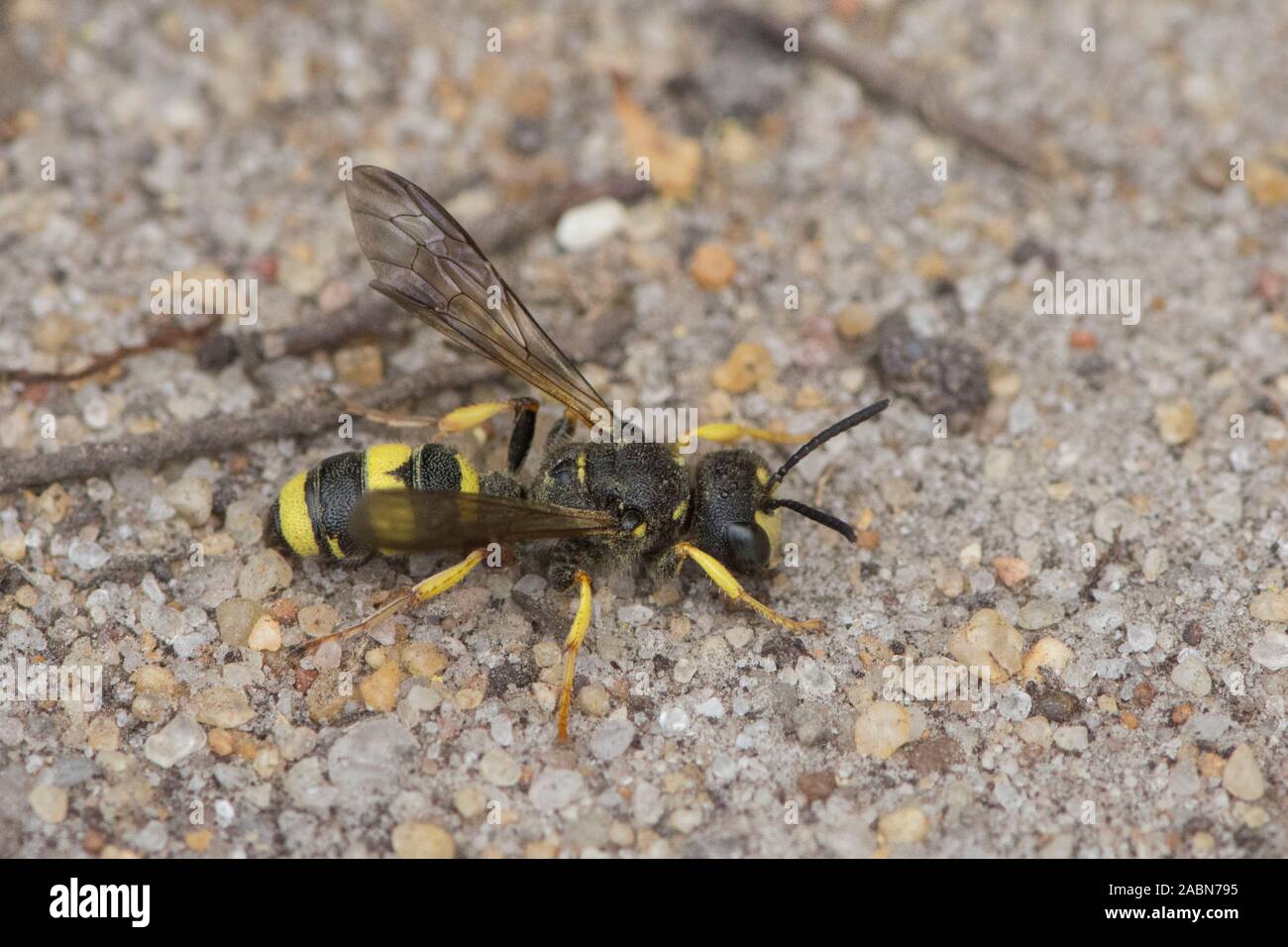Ornato-tailed Digger Wasp, Cerceris rybyensis, Sussex, Regno Unito, Luglio Foto Stock