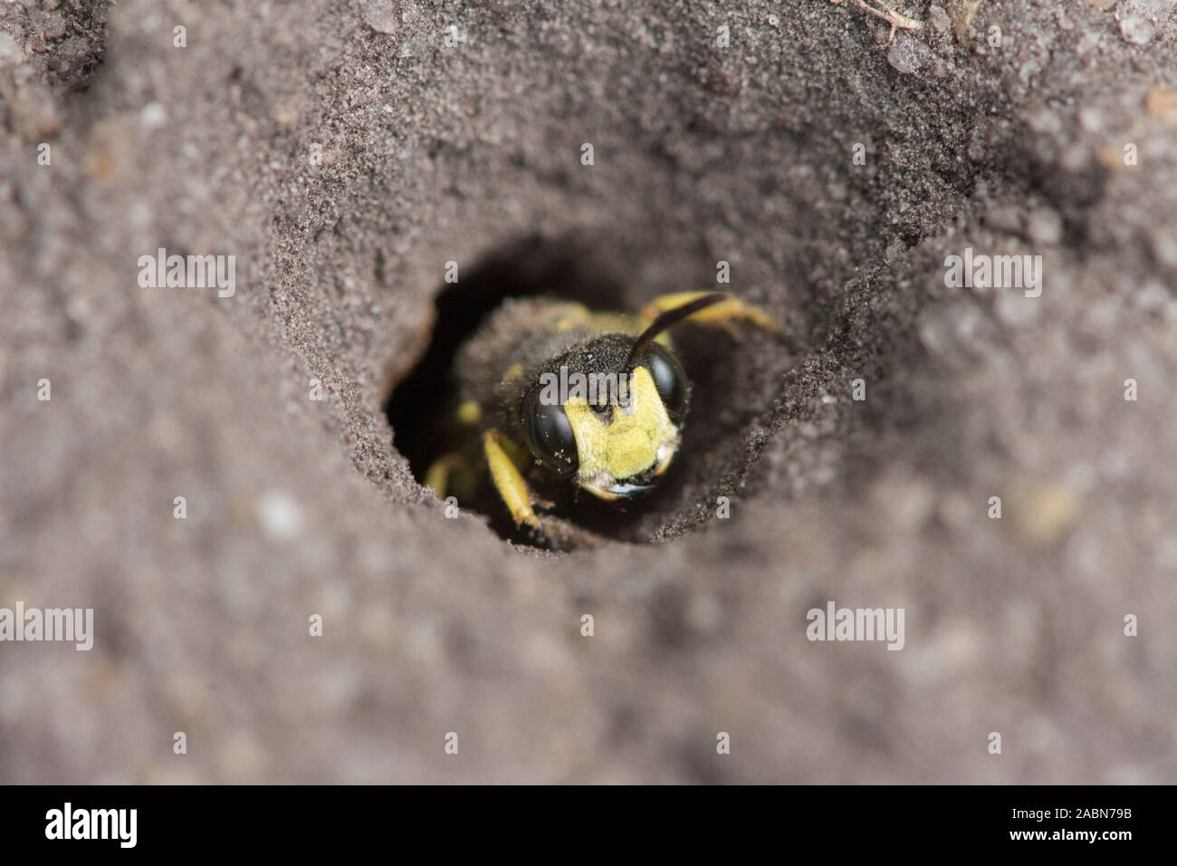 Ornato-tailed Digger Wasp lasciando, uscita nest foro nel terreno, Cerceris rybyensis, Sussex, Regno Unito, Luglio Foto Stock