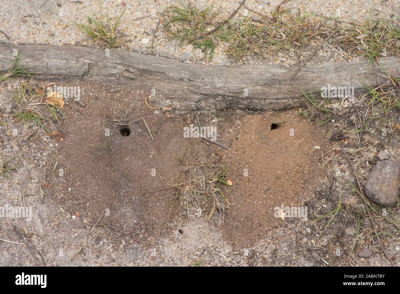 Fori nel terreno scavato da Digger wasp, ornati-tailed Digger Wasp, Cerceris rybyensis, Sussex, Luglio Foto Stock