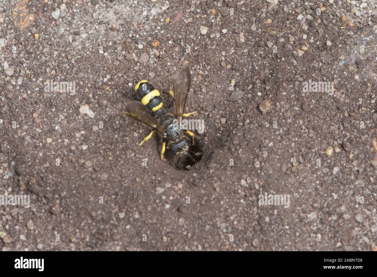 Ornato-tailed Digger Wasp di entrare nel foro di nido nel terreno, Cerceris rybyensis, Sussex, Regno Unito, Luglio Foto Stock