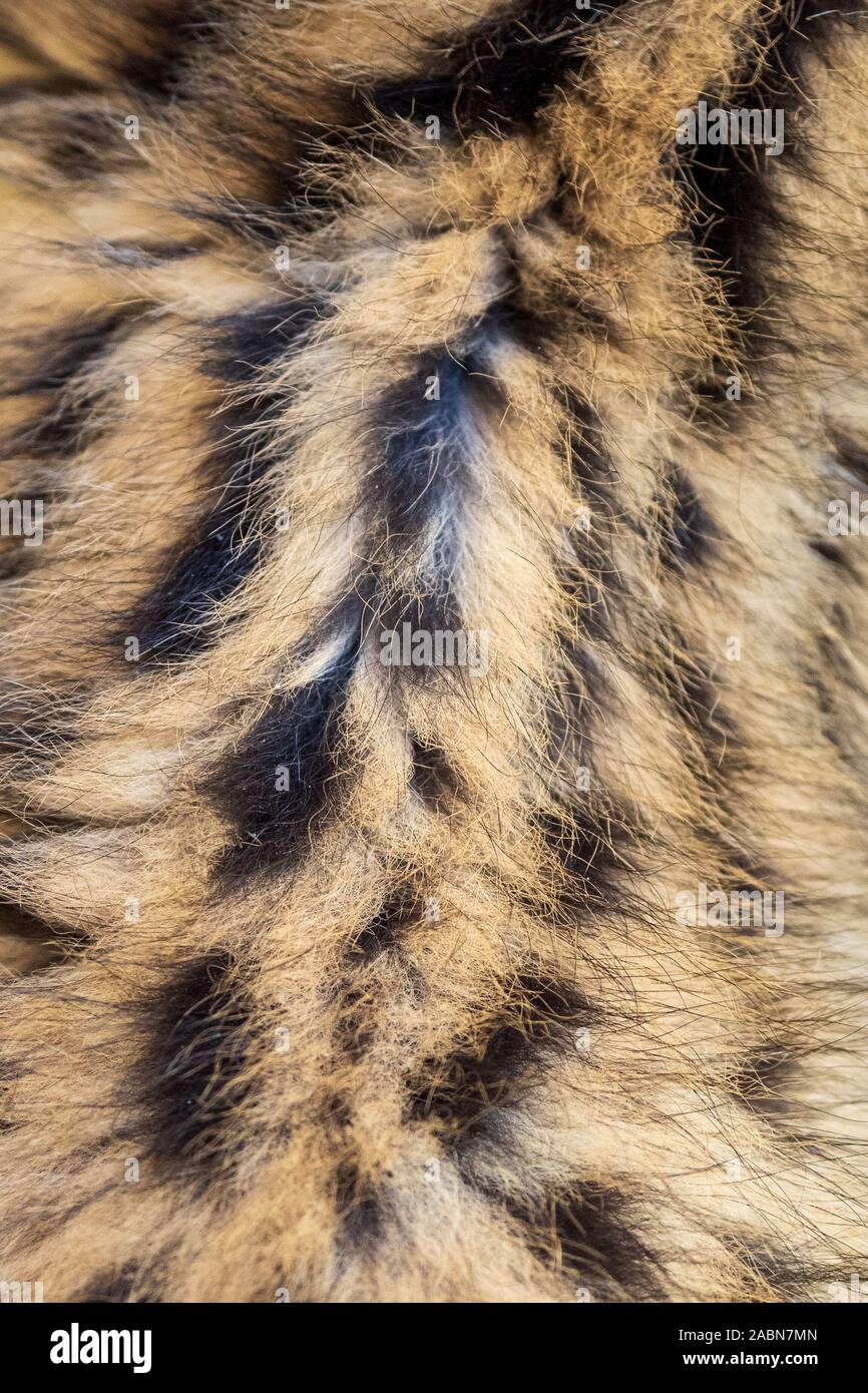 Avvistato soffice pelliccia di 2 mese vecchio serval gattino (Leptailurus serval) Foto Stock