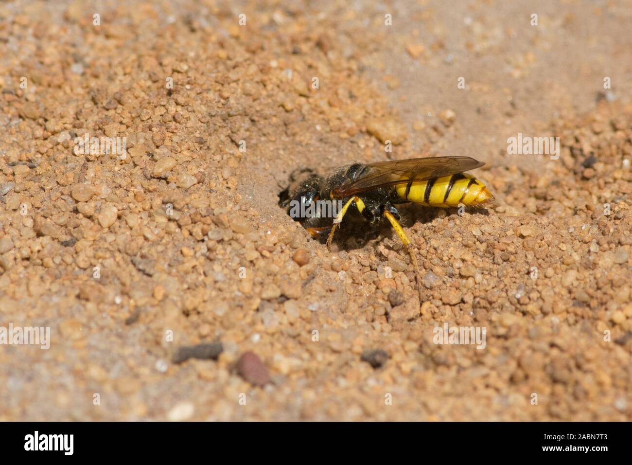 Digger wasp aprendo il foro di nido ingresso, Philanthus triangulum, beewolf europea, Bee-killer wasp, Sussex, Regno Unito, Luglio Foto Stock