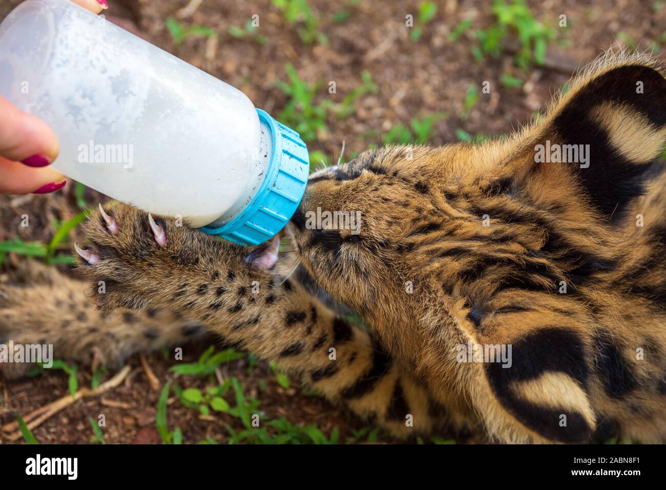 Close-up di 2 mese vecchio serval gattino (Leptailurus serval) essendo alimentato con una bottiglia di latte in corrispondenza di una stazione di allevamento nei pressi di Cullinan, Sud Africa Foto Stock