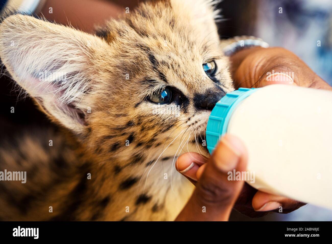 Close-up verticale di 2 mese vecchio serval gattino (Leptailurus serval) essendo alimentato con una bottiglia di latte in corrispondenza di una stazione di allevamento nei pressi di Cullinan, Sud Africa Foto Stock