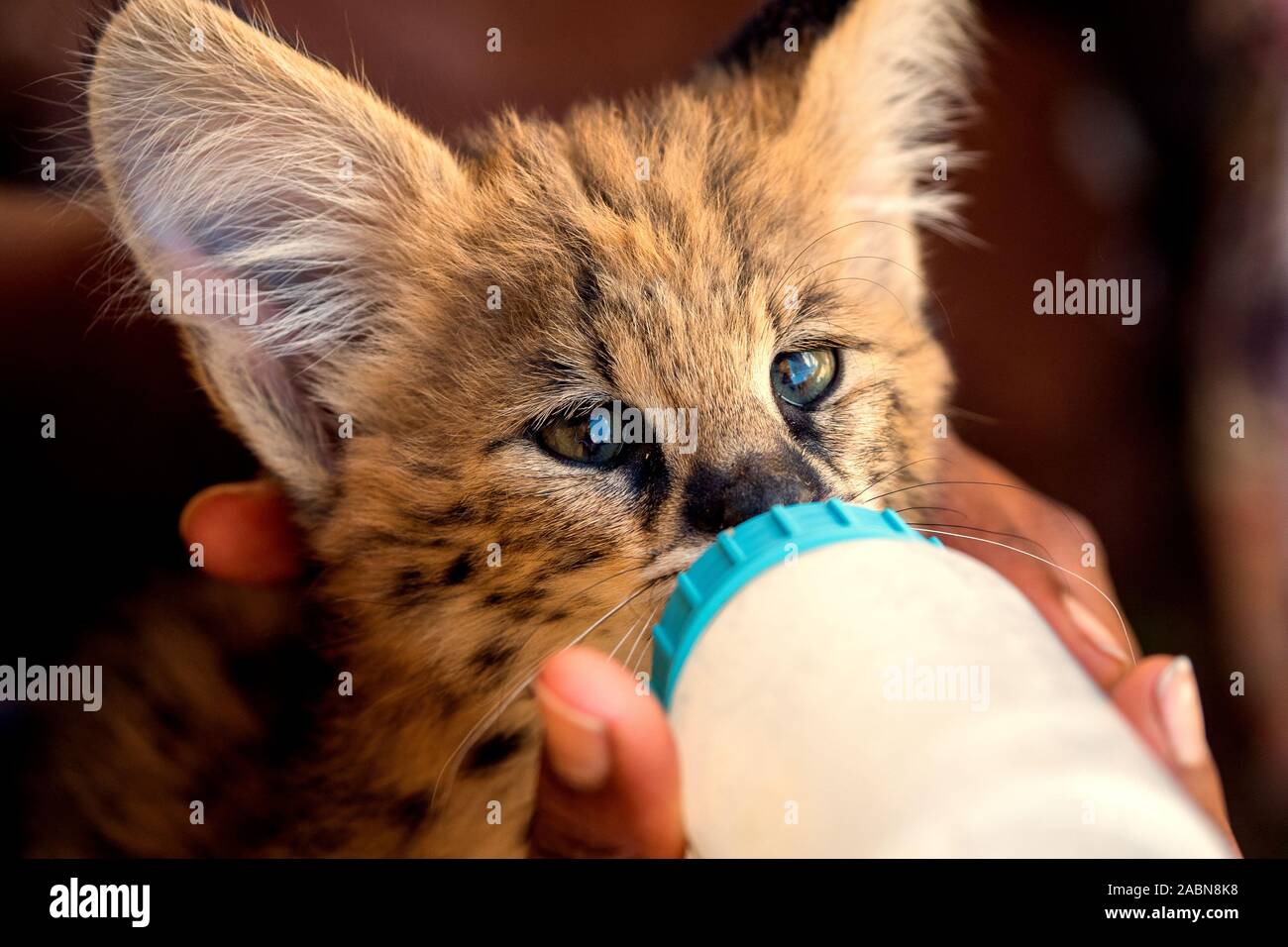 Close-up verticale di 2 mese vecchio serval gattino (Leptailurus serval) essendo alimentato con una bottiglia di latte in corrispondenza di una stazione di allevamento nei pressi di Cullinan, Sud Africa Foto Stock