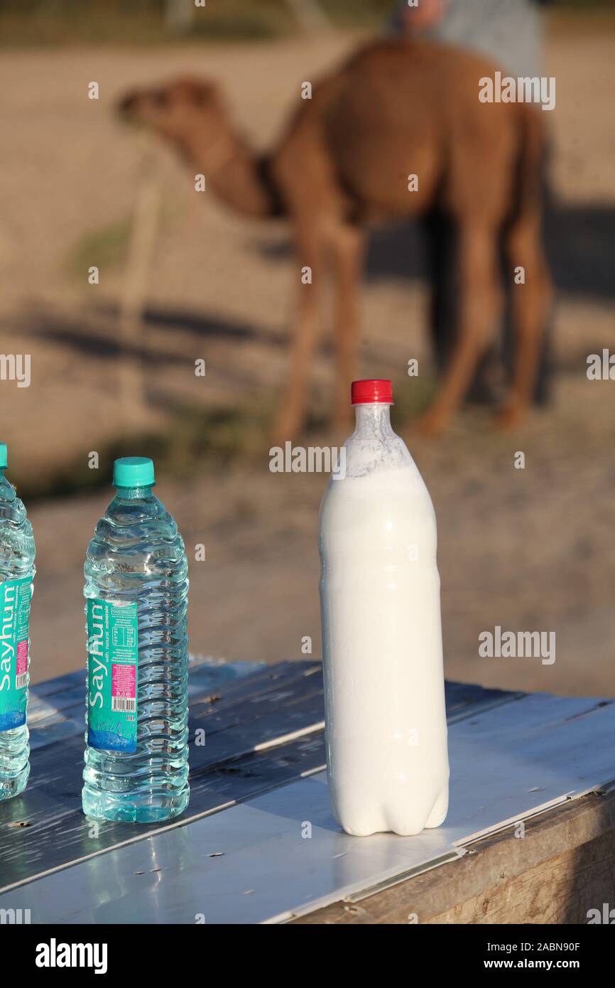 Latte di cammello per la vendita in corrispondenza di un bordo strada stallo in Uzbekistan Foto Stock