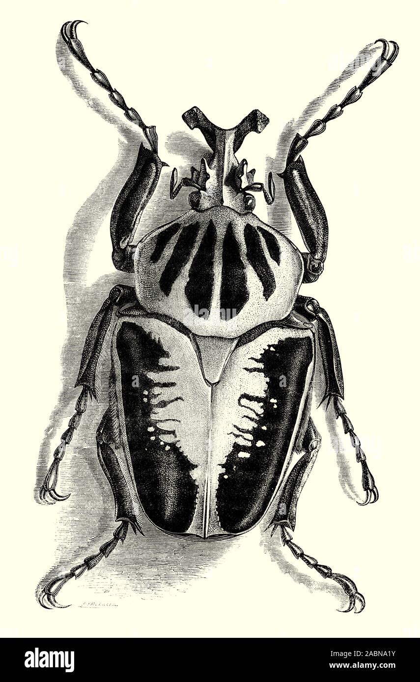 Goliathus giganteus, aka Goliathus regius, il Royal scarabeo golia, è una specie di coleotteri della famiglia Scarabaeidae e alimentazione principalmente su la linfa degli alberi e la frutta in Western Africa equatoriale. Si tratta di uno dei più grandi e i maschi hanno una lunghezza del corpo di 50-115 millimetri (2-4,5 in). Nonostante la sua grande corpo, questi coleotteri volare bene. Essi hanno un grande e membranosa coppia secondaria di ali tenuti completamente ripiegato sotto il elytra quando non è in uso. Foto Stock