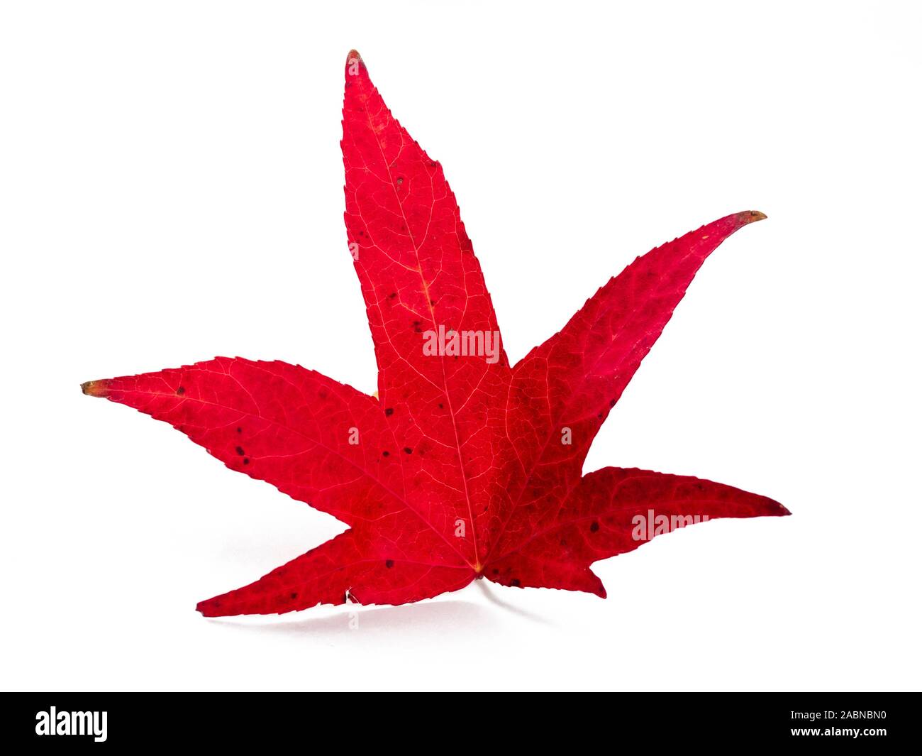Unica foglia di Liquidambar styraciflua in piena di fogliame di autunno a colori su un retroilluminato con sfondo bianco Foto Stock