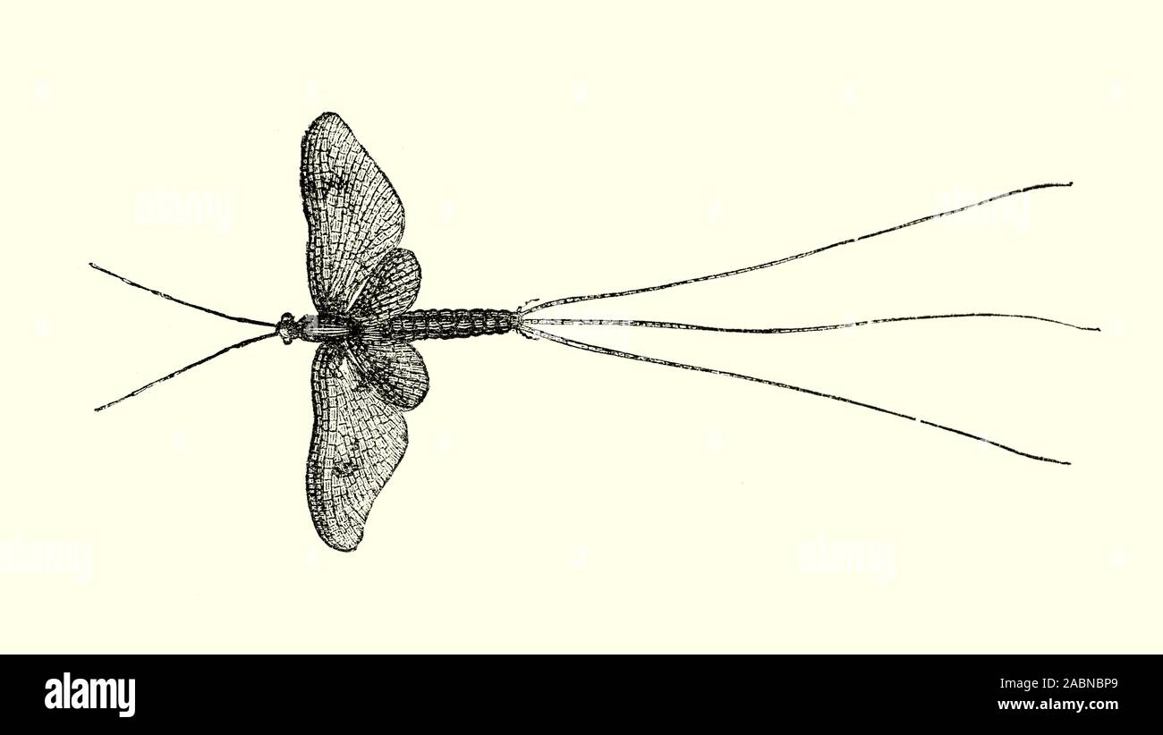 Il più comunemente visto British Mayfly del genere Ephemera. Il ciclo di vita di solito prende uno o due anni e le Ninfe possono raggiungere circa 30 millimetri (1,2 in) di lunghezza. Scavano gallerie nella ghiaia nei letti di fiumi, feed filtrando detriti organici, emergono in primavera e si spostano verso le acque poco profonde. Adulti principalmente può essere trovato nel maggio-giugno (quindi il nome comune di mayfly), al fine di molti stadi larvali. Femmine volare sulla superficie dell'acqua, immergere il loro addome sulla superficie e porre le uova. Alla fine di questo processo femmine cade sulla superficie e morire. Foto Stock