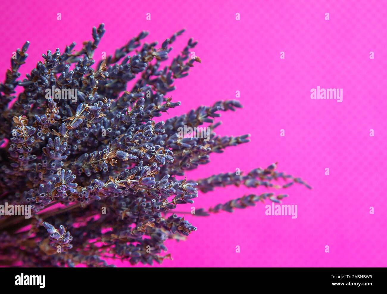 Foto di un mazzo di fiori secchi di lavanda blu su sfondo rosa vista frontale. Foto Stock
