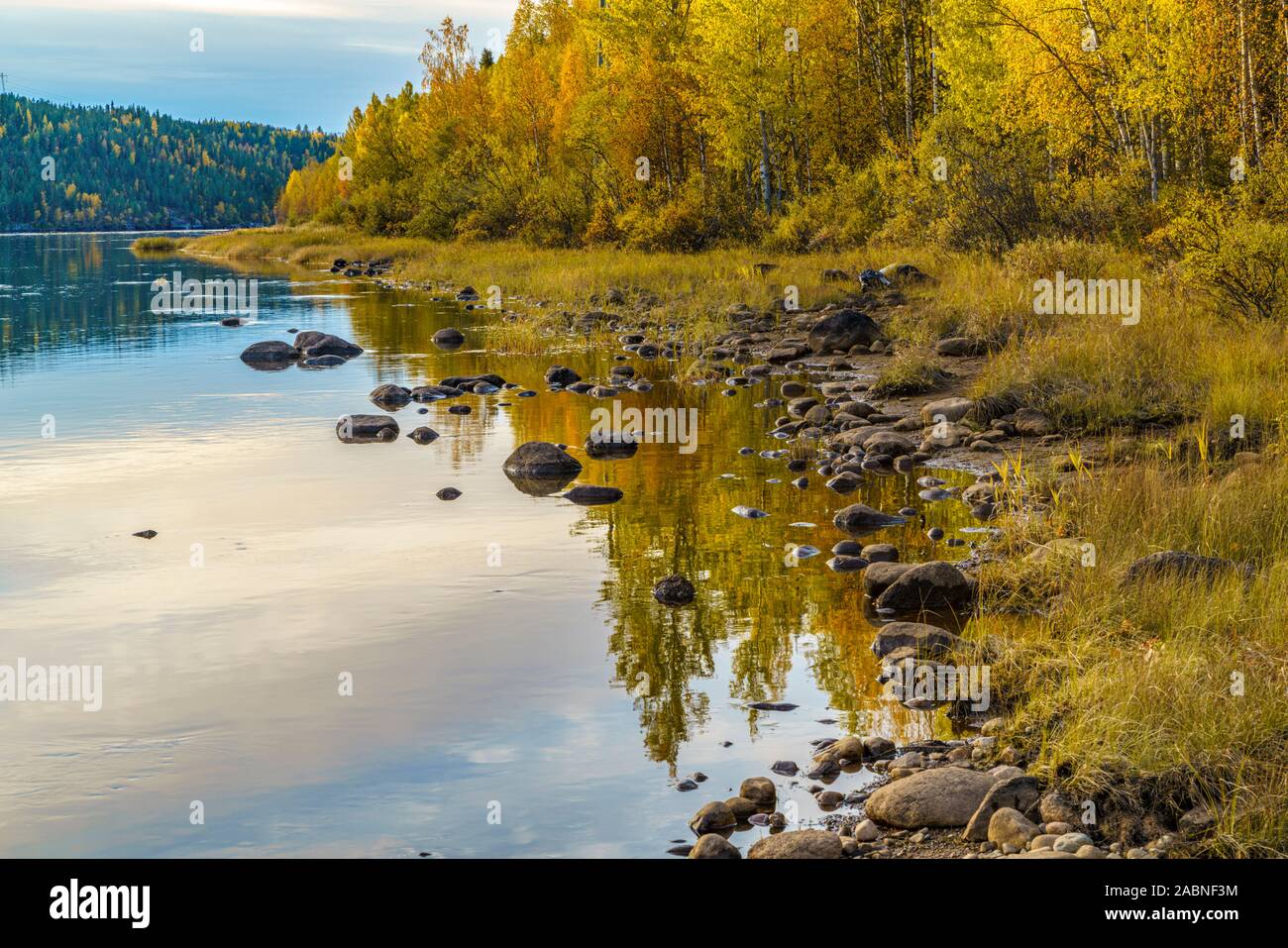 Paesaggio autunnale nella contea di Gällivare con giallo di betulle e rosso aspen alberi, fiume con alberi che riflette nell'acqua, Gällivare county, svedese Foto Stock