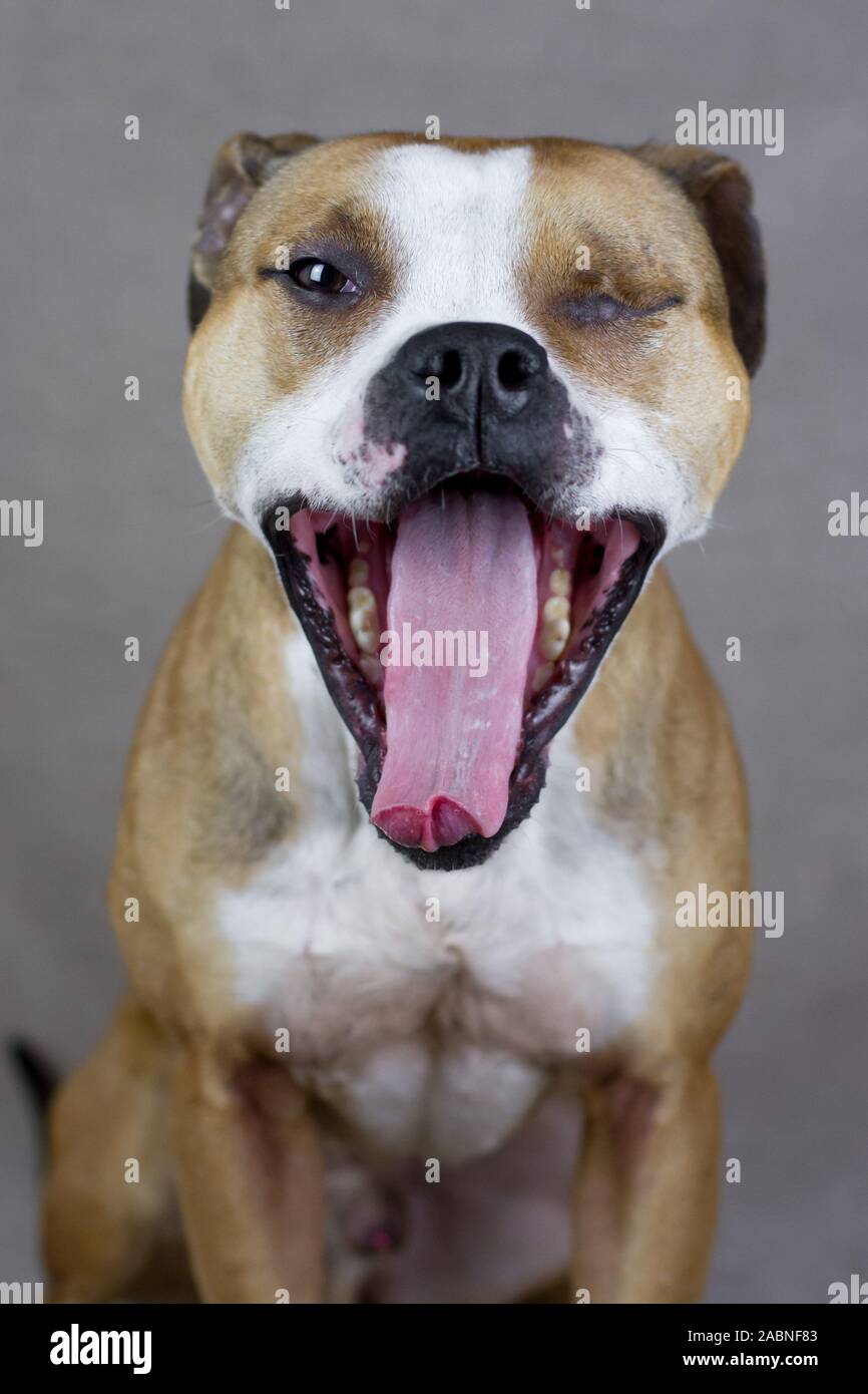 Fotografia dello studio American Pit Bull Terrier Foto Stock