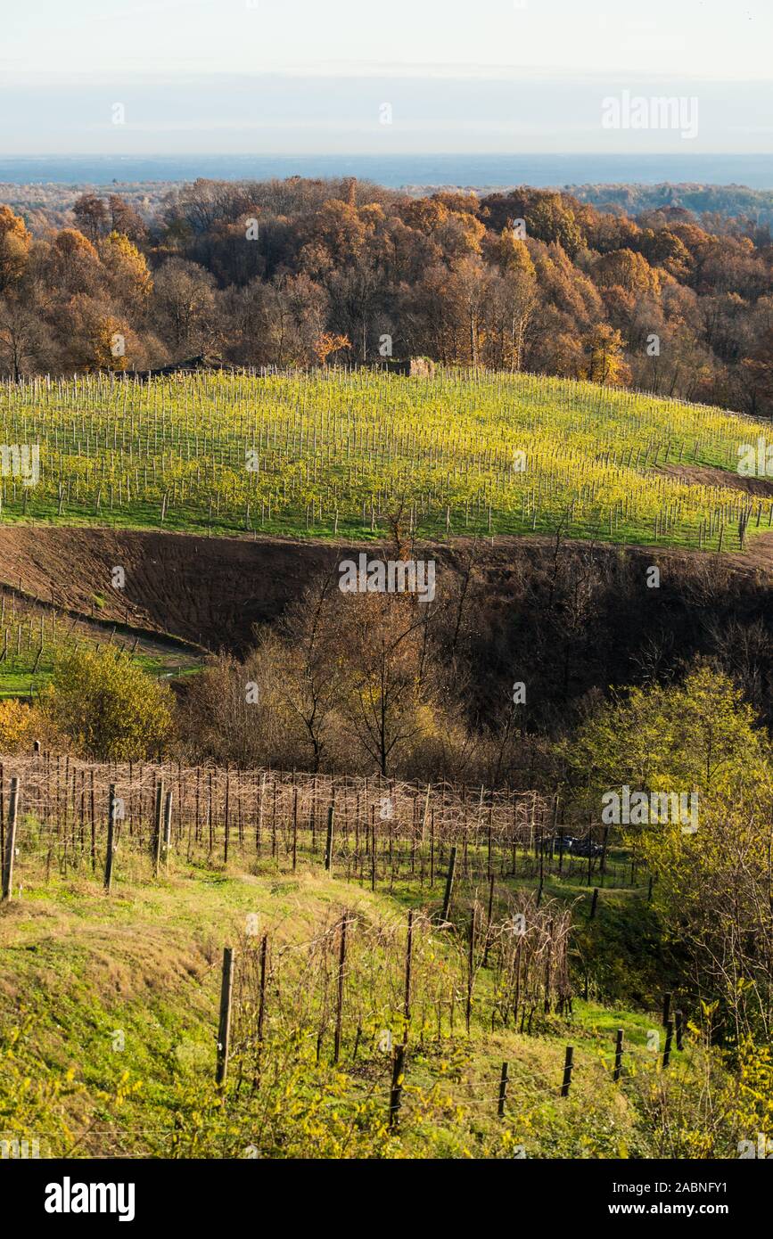 Boca vigneti in autunno, rurali Piemonte, della provincia di Novara, Novembre 2019 Foto Stock