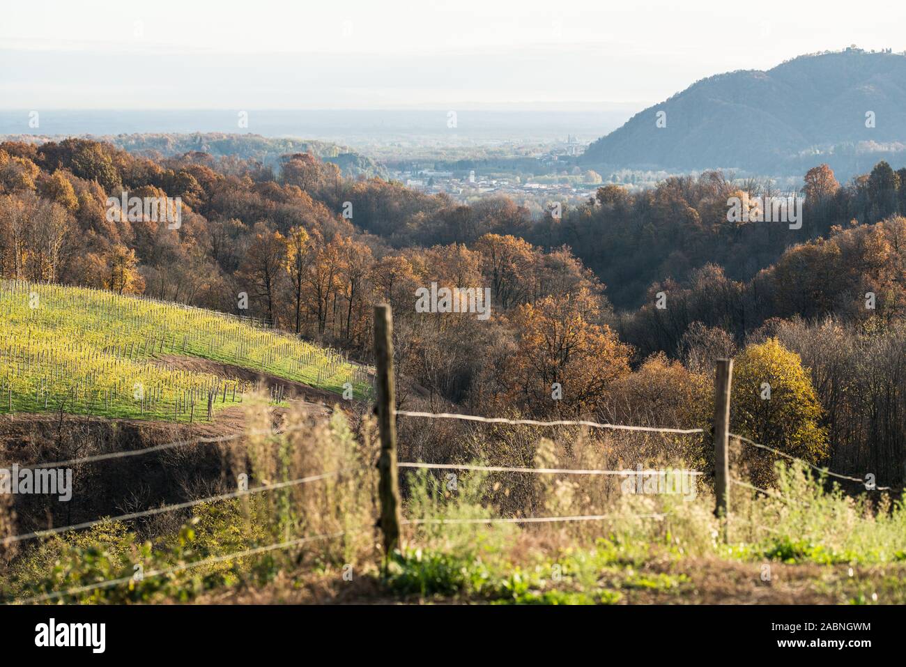 Boca vigneti in autunno, rurali Piemonte, della provincia di Novara, Novembre 2019 Foto Stock