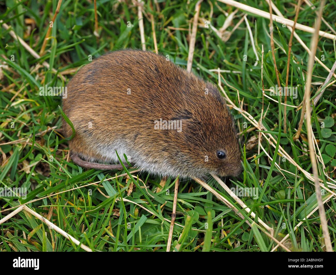 Timida bank vole (Myodes glareolus) con pelliccia marrone su pascoli in Swindale, in lakeland Cumbria, England, Regno Unito Foto Stock