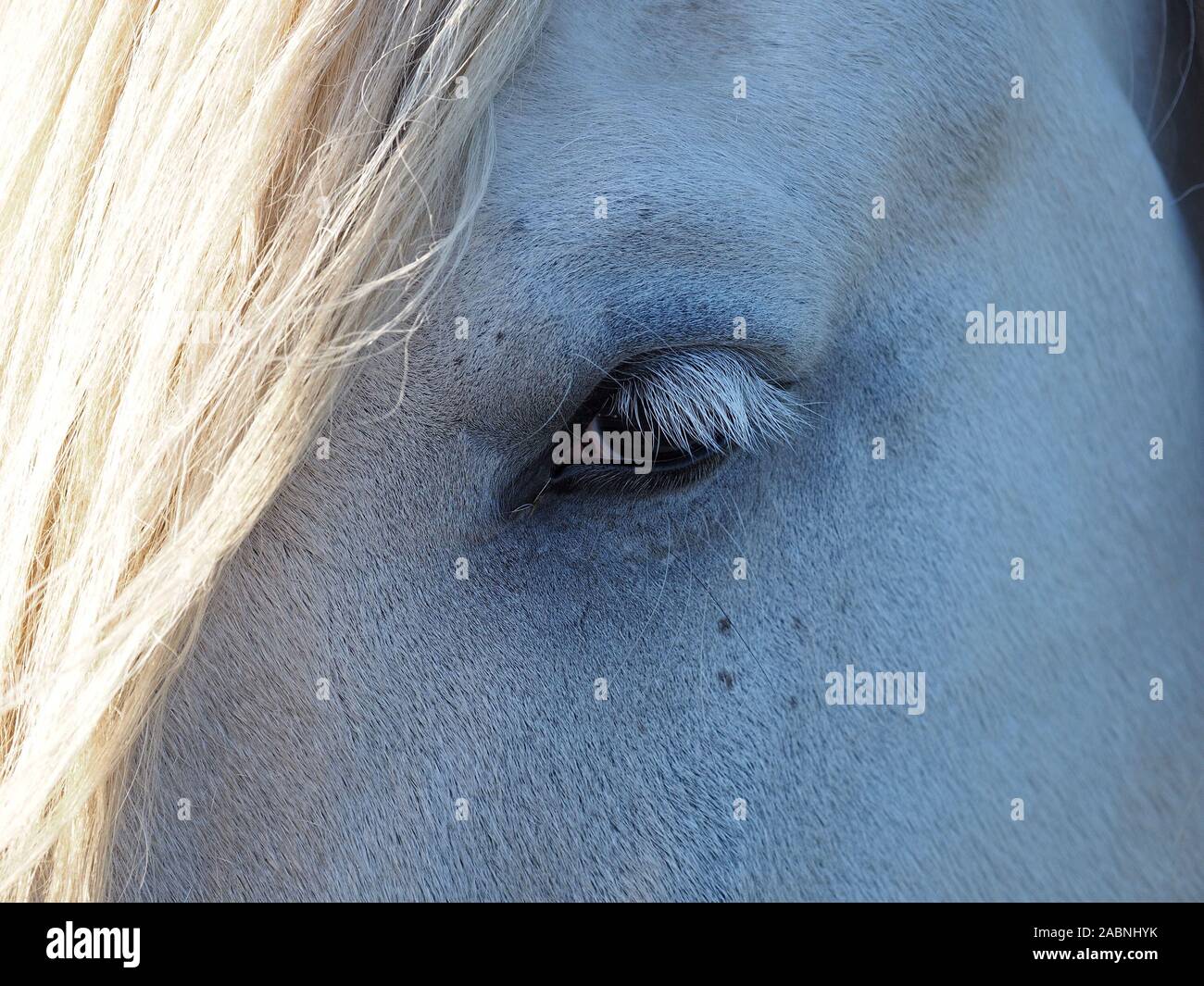 Dettagliato di close-up di bianco elegante cavallo di lavoro nella Contea di Durham, England, Regno Unito Foto Stock
