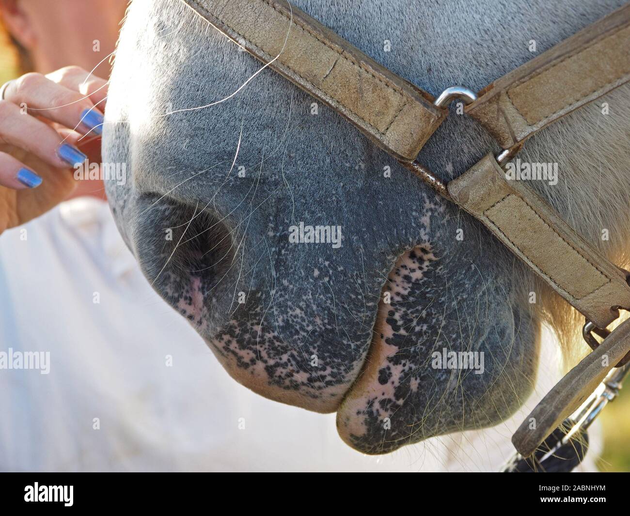 Dettagliato di close-up del naso, muso e la briglia di un elegante bianco cavallo di lavoro nella Contea di Durham, England, Regno Unito Foto Stock