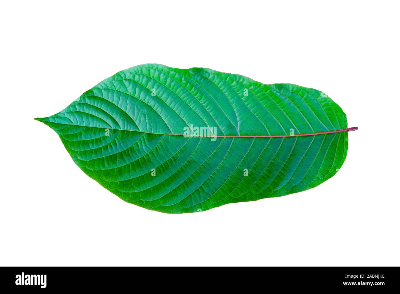 Kratom (Mitragyna speciosa) verde è un tipo di farmaco Foto Stock