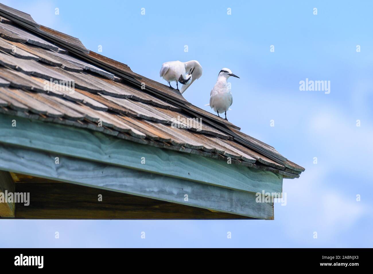 Sterne bianche, Maldive Foto Stock