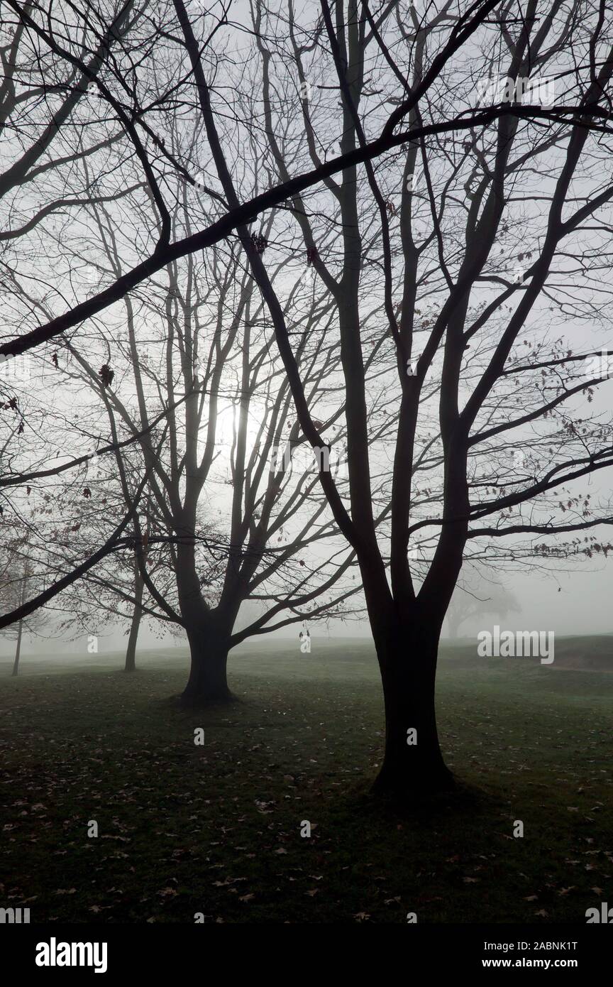 Rottura sole attraverso la nebbia, dal lato del campo da golf pubblico, Beckenham Place Park, Lewisham Foto Stock