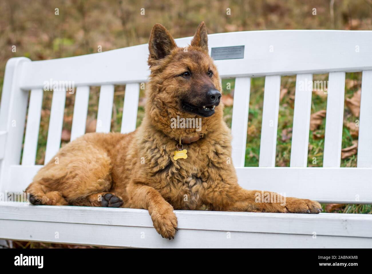 Westerwälder Kuhhund, Old German Sheepdog, giacente su un banco di bianco Foto Stock