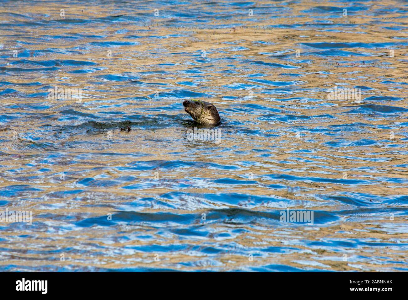 Un selvaggio lontra (Lutra lutra) un insolito visitatore del palazzo del vescovo fossato in pozzetti, Somerset, Inghilterra, Regno Unito Foto Stock
