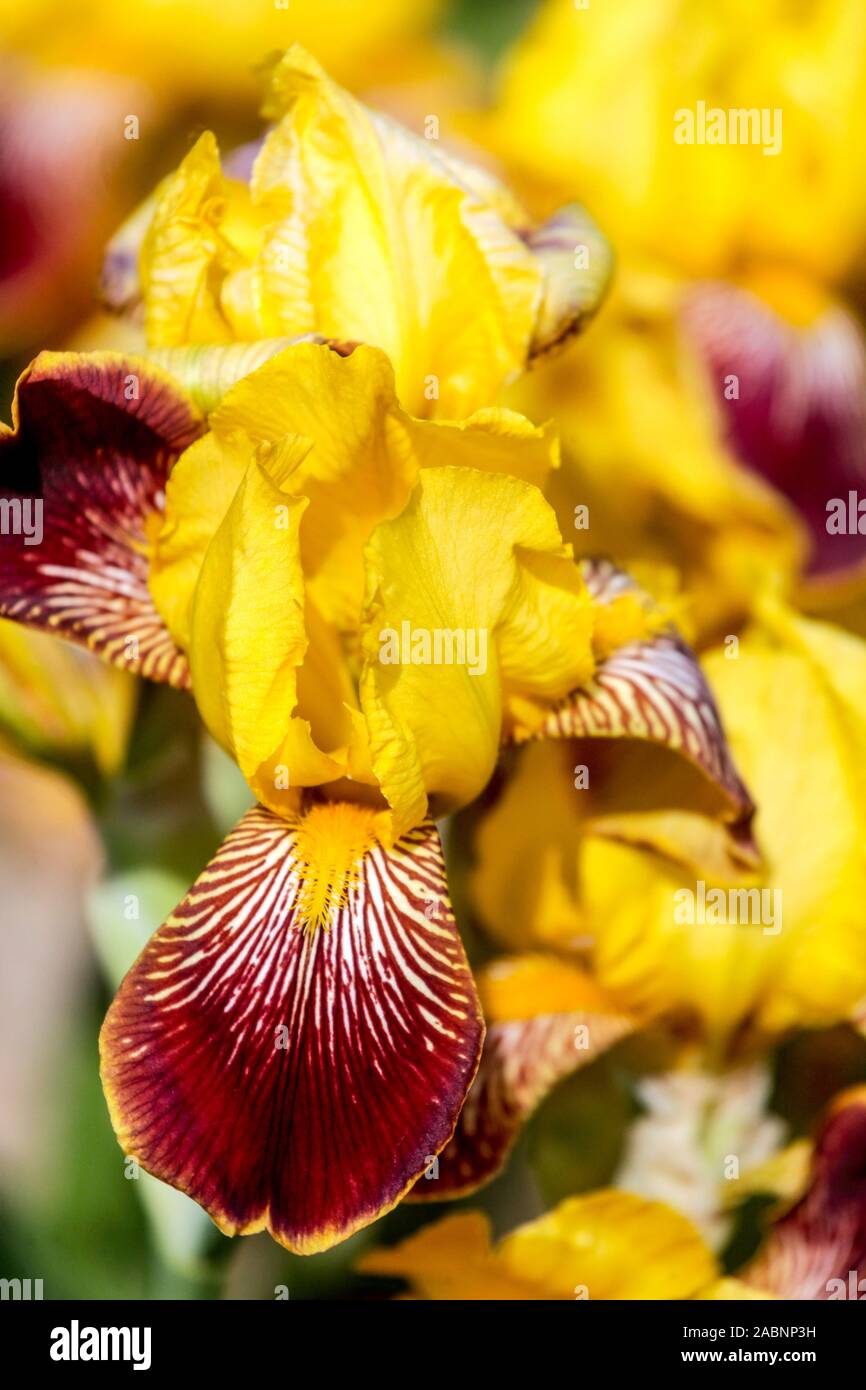 Giallo Rosso iris 'Barton Harrington' Foto Stock