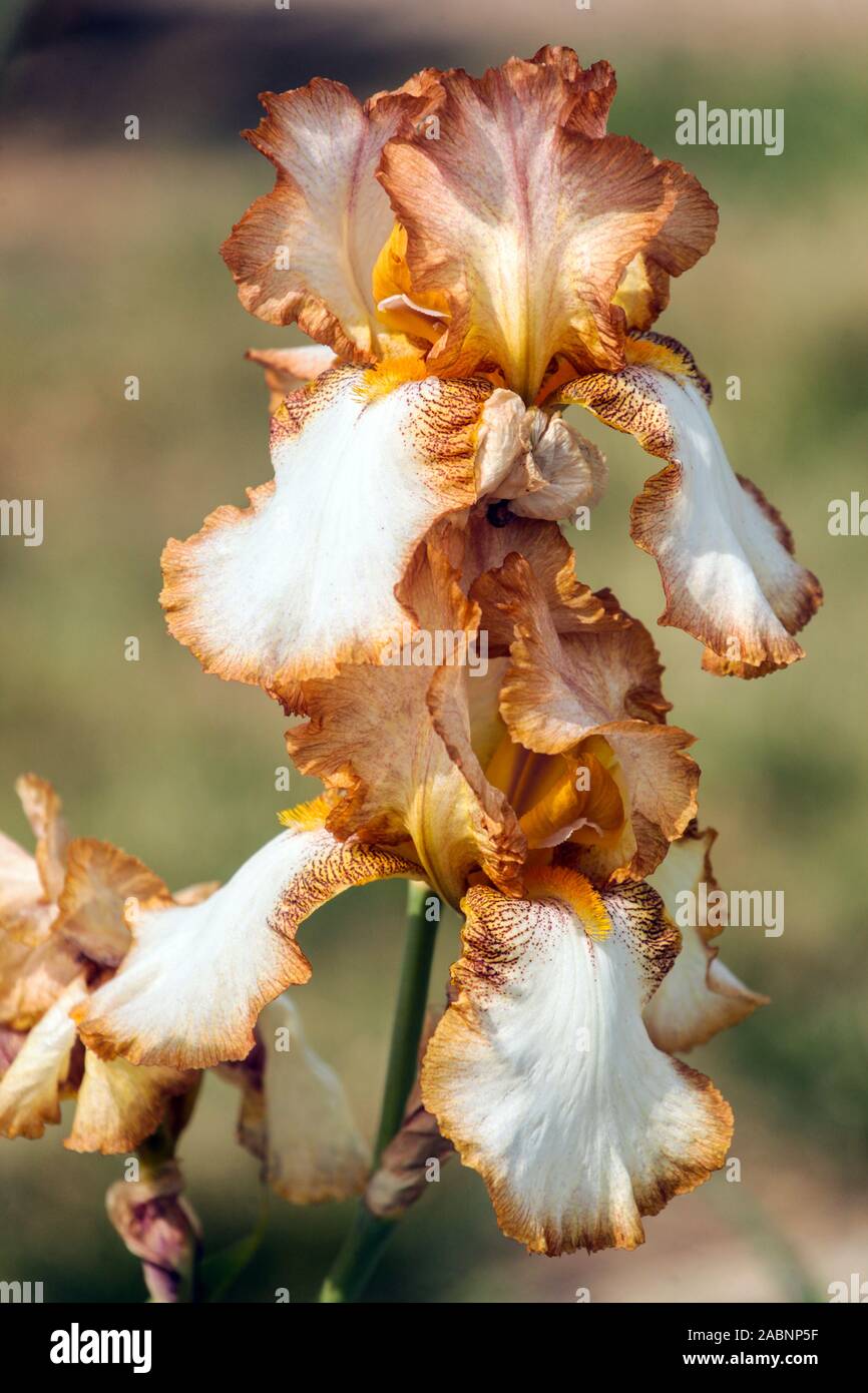 Iris arancione "Heather Hawk' Foto Stock