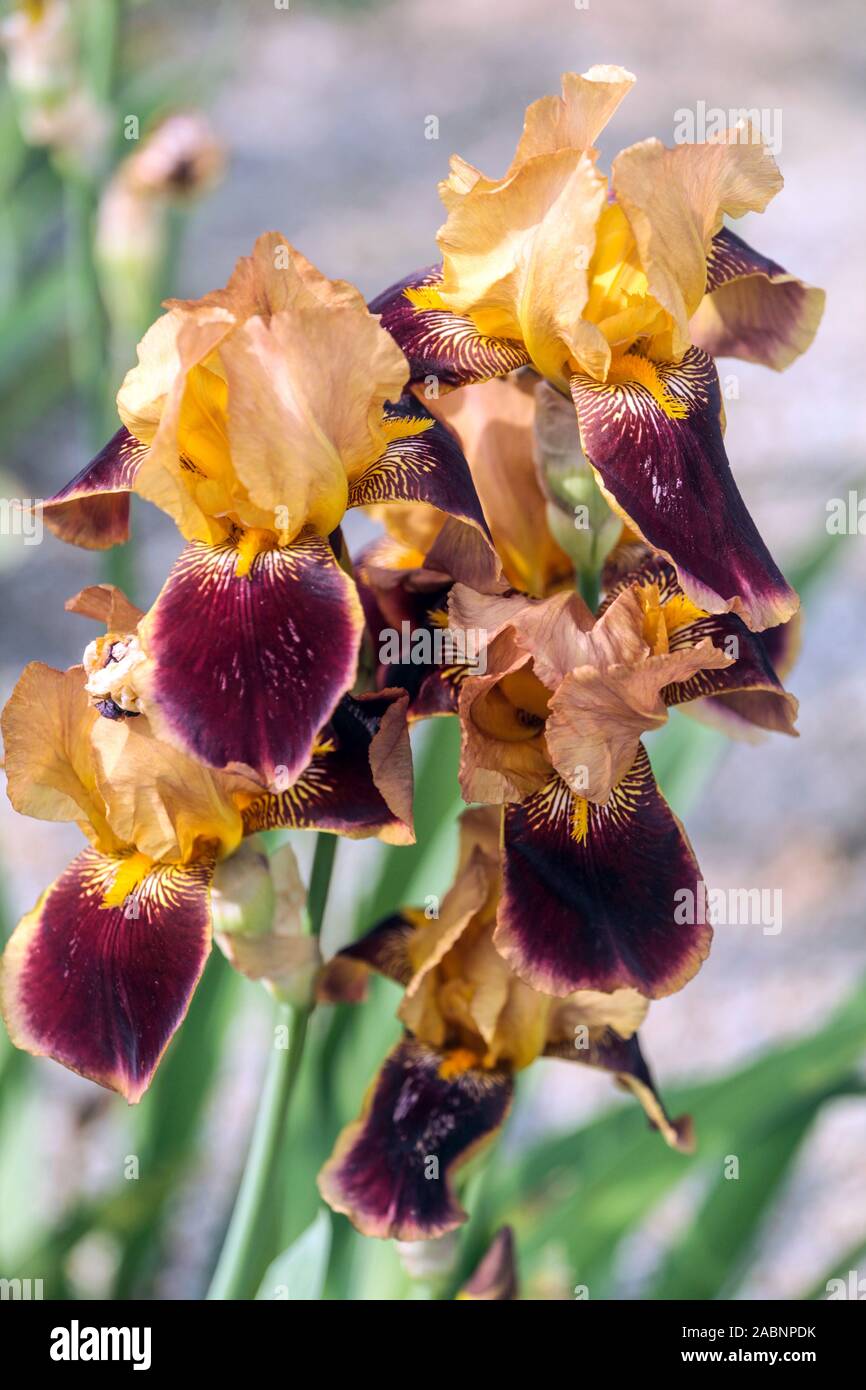 Arancione iris viola "Baluardo' Foto Stock