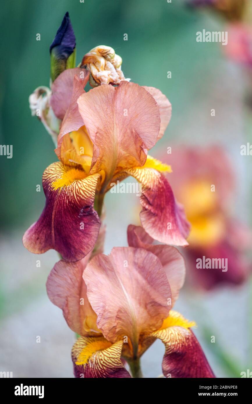 Arancione iris viola "Kastanie' Foto Stock