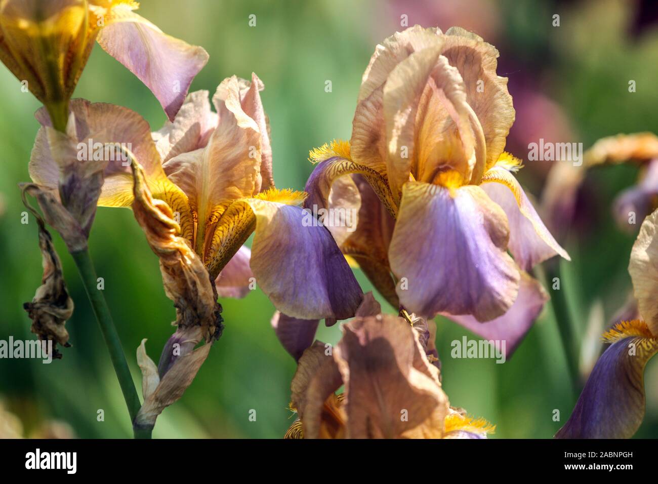 Iris "Evolution" alto con zaffa, fiori pastello Foto Stock
