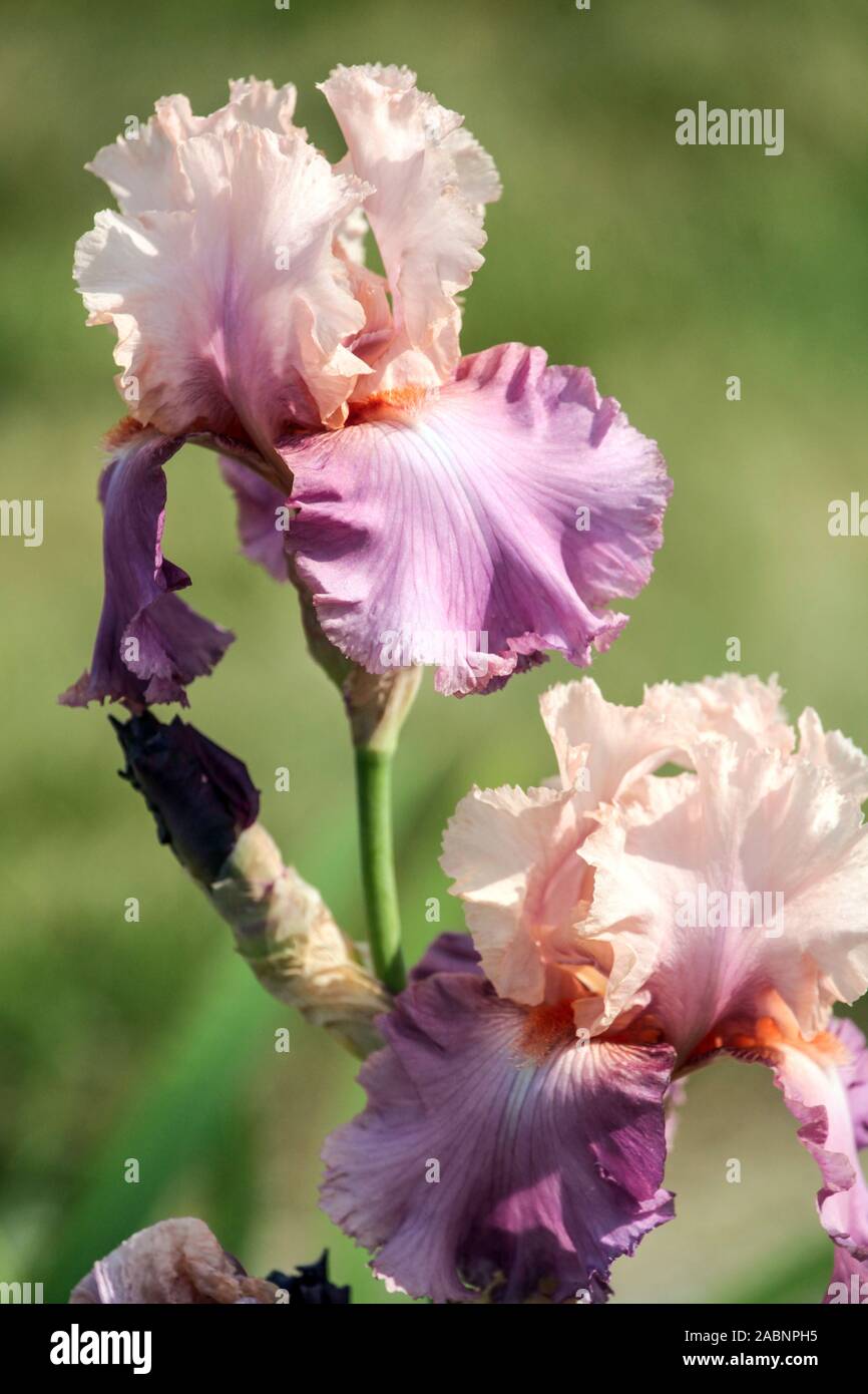 Iris rosa "Sweet Musette" Fiore di Iris alto con barba Foto Stock