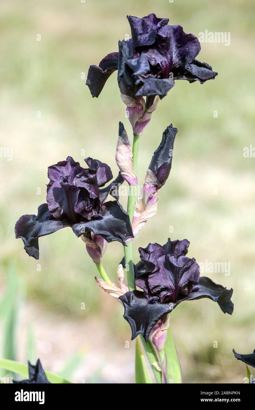 Iris nero Iris "Before the Storm" Iris scuro Foto Stock
