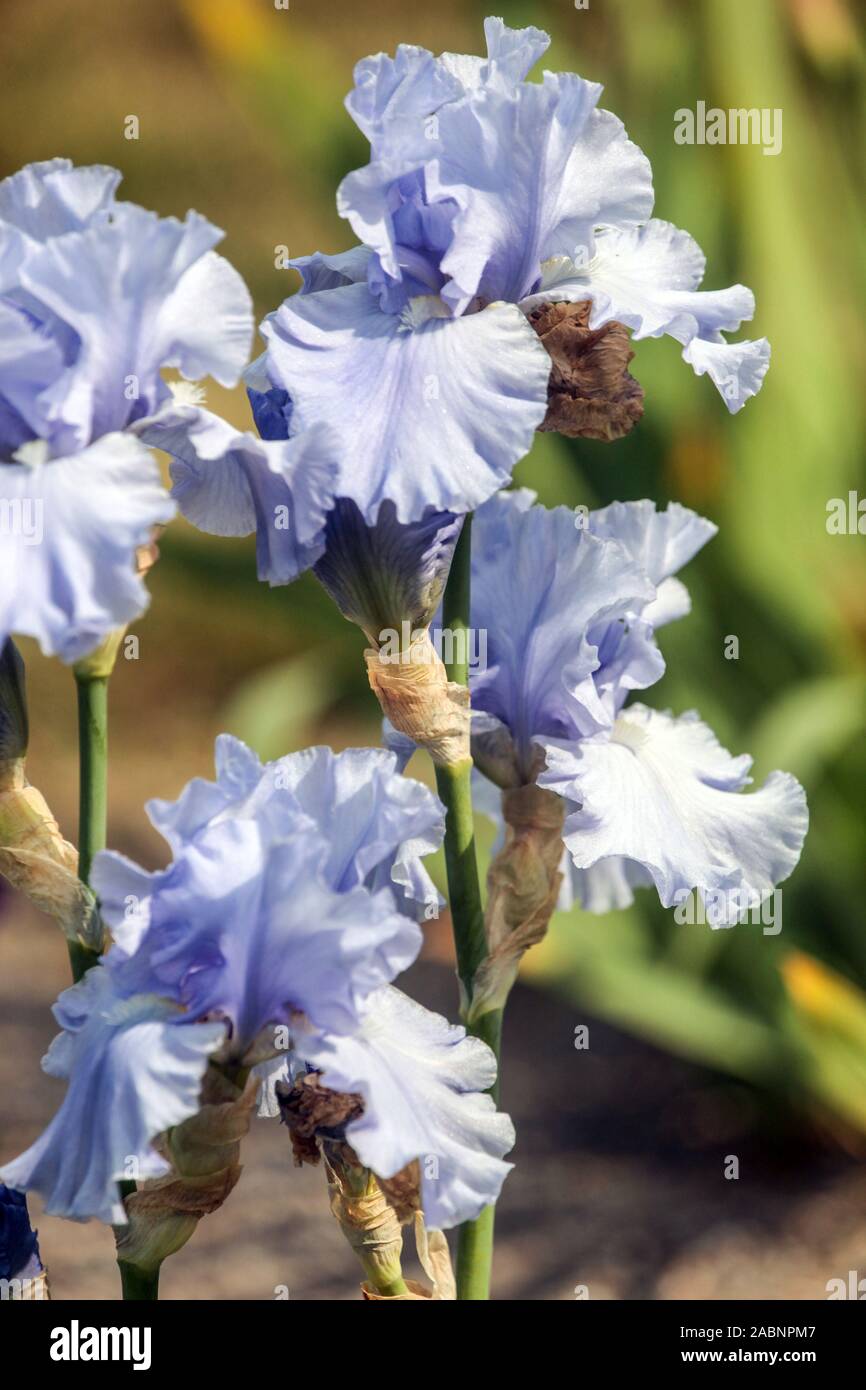 Luce blu iris 'Morwenna' Foto Stock