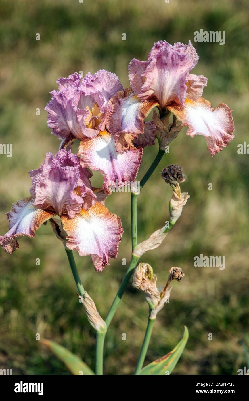 Iris rosa 'buffo uccello' Foto Stock