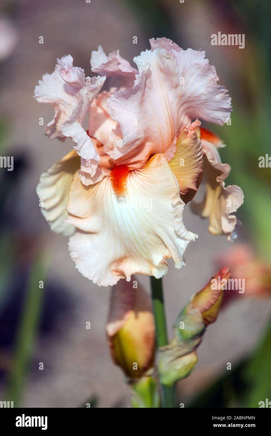 Iris bianco fiore 'Alessandraa' tinta arancio Tall iris con orecchie Foto Stock