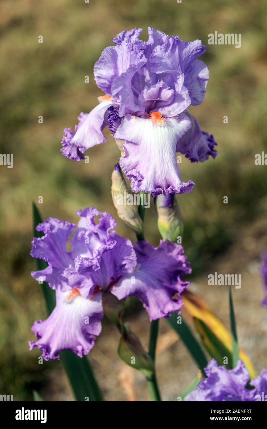 Iris rosa "Elegabaal' tinta blu Foto Stock