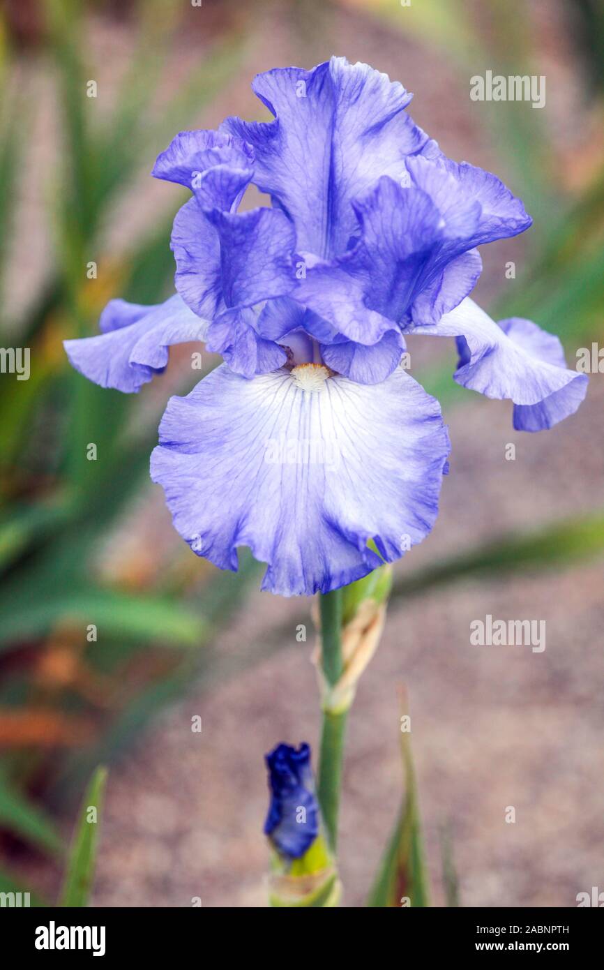 Iris azzurro "Heure Bleue" Iris alto con barba fiore attraente Iris Beautiful Bloom Foto Stock