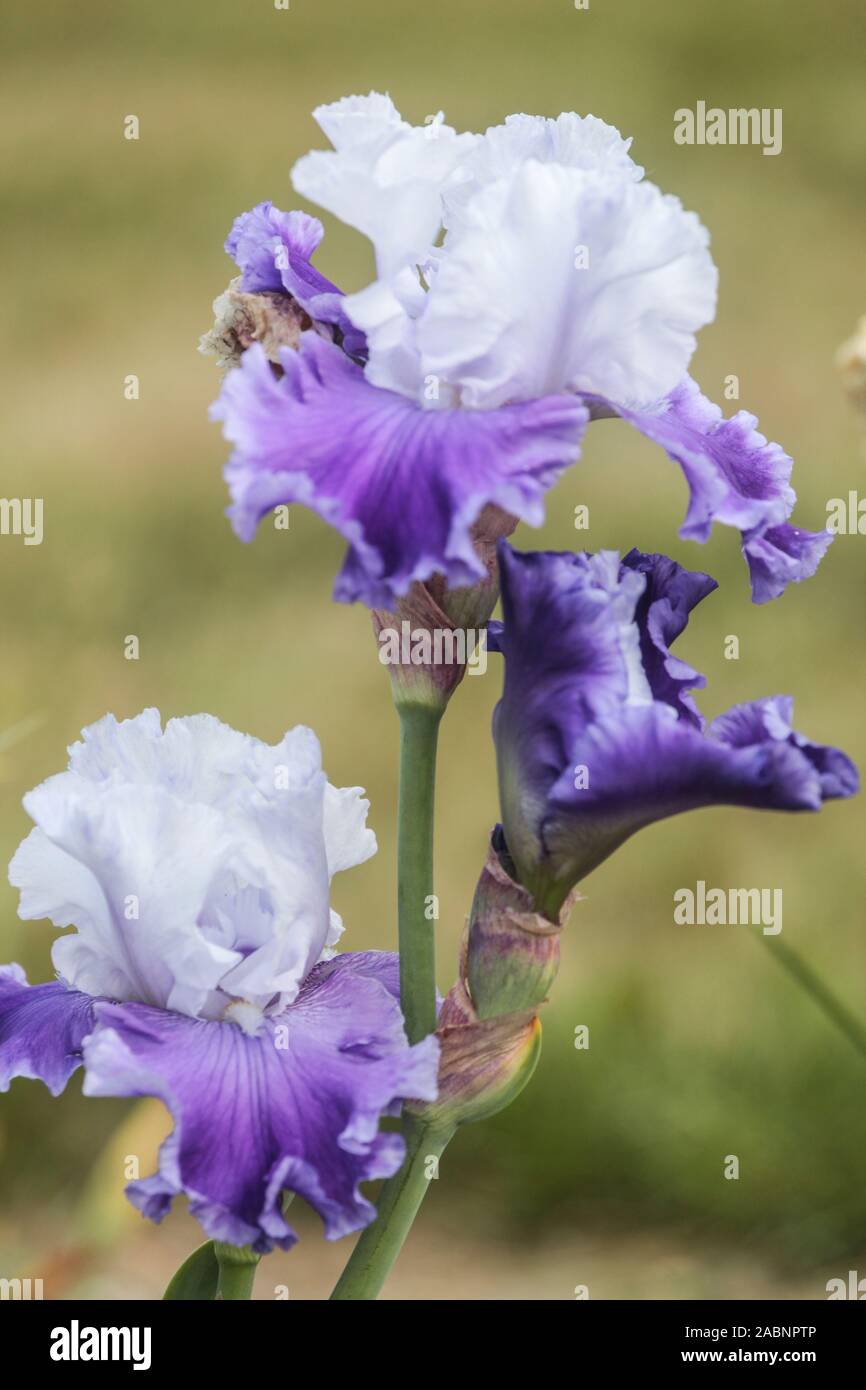 Iris viola chiaro 'Square Dance gonna' fiore blu pallido ritratto Foto Stock