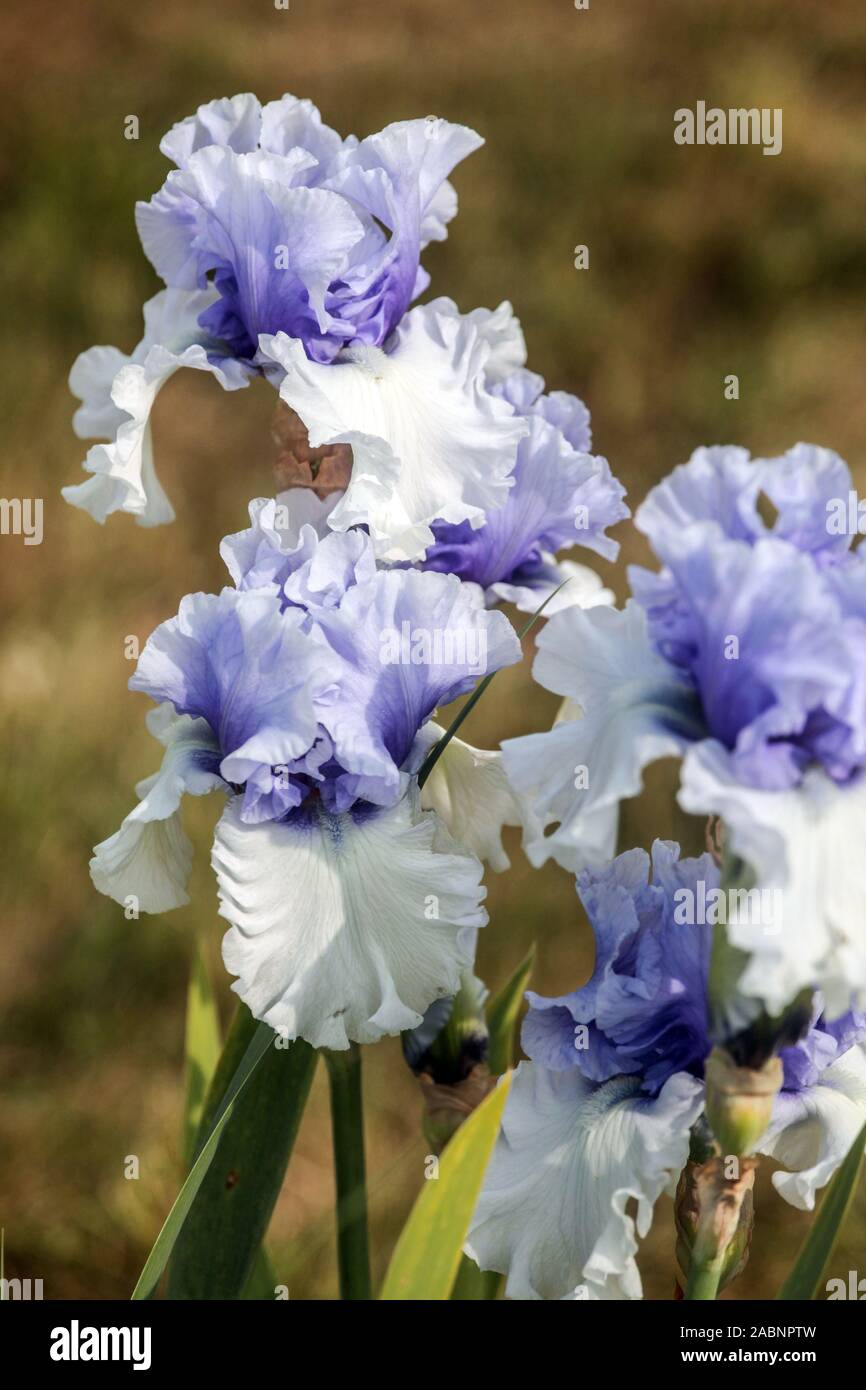 Bianco blu iris 'cielo invernale" Foto Stock